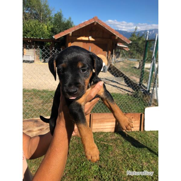 A r�server chiots Jagd terrier L'OF champion travail