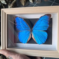 Papillon Morpho didius  sous cadre vitrine #8