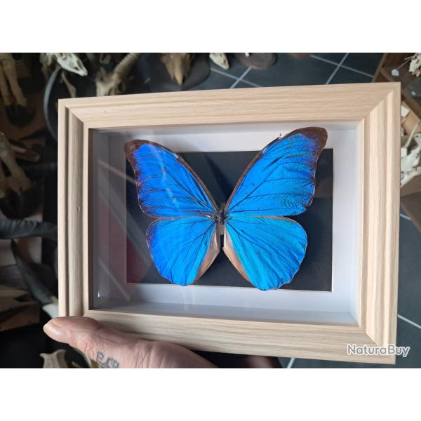 Papillon Morpho didius  sous cadre vitrine #8