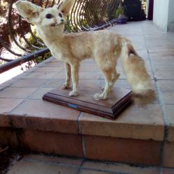 ancienne taxidermie rare le fennec  ou renard des sables tres petit canide  savage d afrique du nord