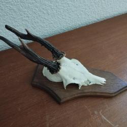 1 TROPHEE MASSACRE BOIS CHEVREUIL BROCARD SUR ECUSSON BOIS