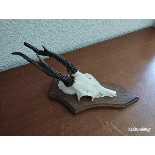 1 TROPHEE MASSACRE BOIS CHEVREUIL BROCARD SUR ECUSSON BOIS