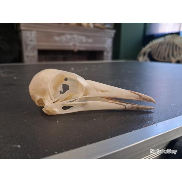 Cr�ne de Cassican fl�teur ; Gymnorhina Tibicen #2