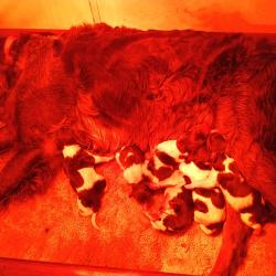 chiots &eacute;pagneul picard