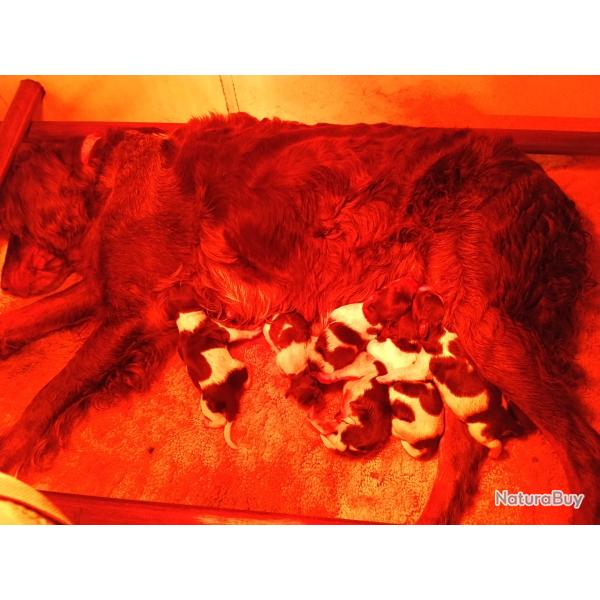 chiots �pagneul picard