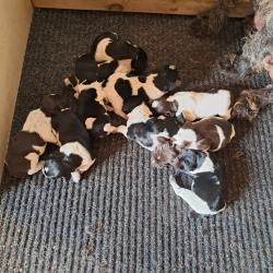 Chiots drahthaar