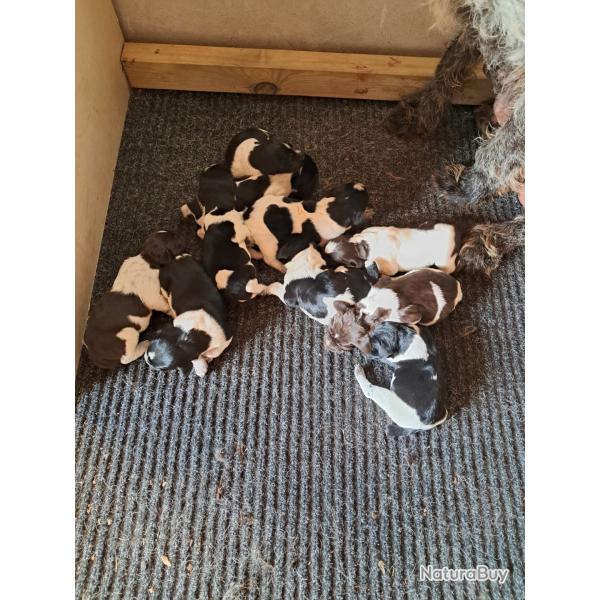 Chiots drahthaar