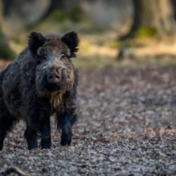 Action de chasse gros gibier du vendredi, secteur seine-et-marne/aube (10 min de provins)