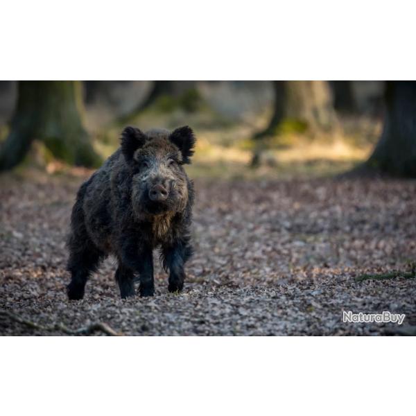 Action de chasse gros gibier du vendredi, secteur seine-et-marne/aube (10 min de provins)