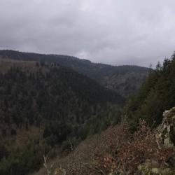 action chasse grand gibier  H&eacute;rault