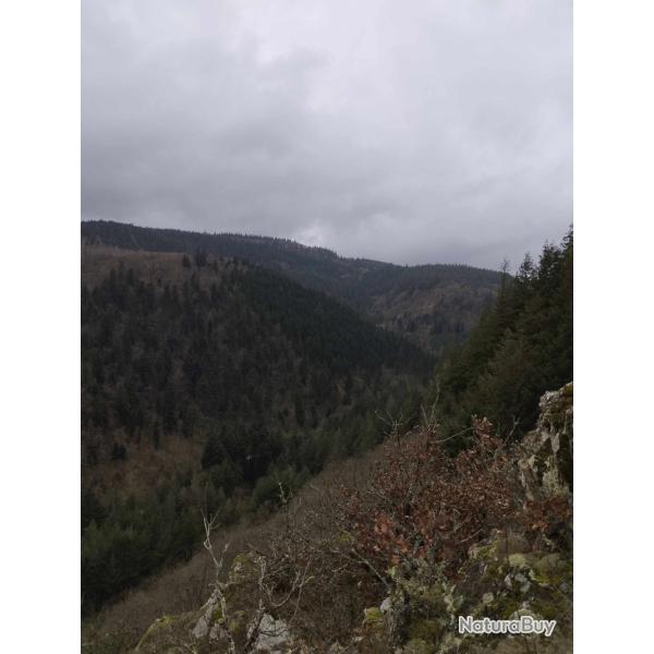 action chasse grand gibier  H�rault