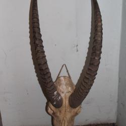 trophees de chasse d'Afrique