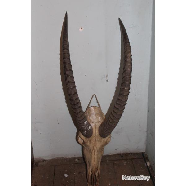 trophees de chasse d'Afrique