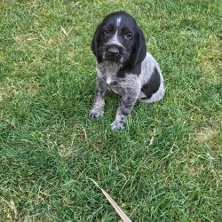 Chiots drahthaar a r&eacute;server.