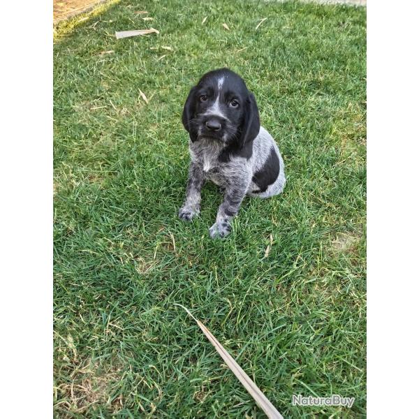 Chiots drahthaar a r�server.