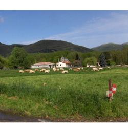 Soci&eacute;t&eacute; de chasse Pyr&eacute;n&eacute;enne ACCA, vends tir individuel de cervid&eacute; a l'approche ou &agrave; l'aff&ucirc;t.