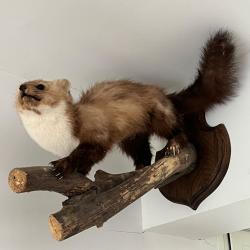 Animaux petit gibier  50 e piece