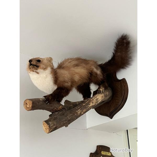 Animaux petit gibier  50 e piece