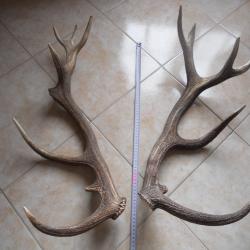 2 bois de cerf poids environ 2.5 kilo , longueur environ 65 cm et 60 cm