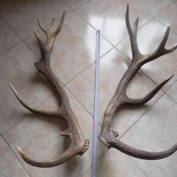 2 bois de cerf poids environ 2.5 kilo , longueur environ 65 cm et 60 cm