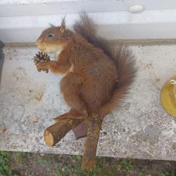 ancien ecureuil roux naturalis&eacute; tenant une pomme de pin sur une branche TAXIDERMIE