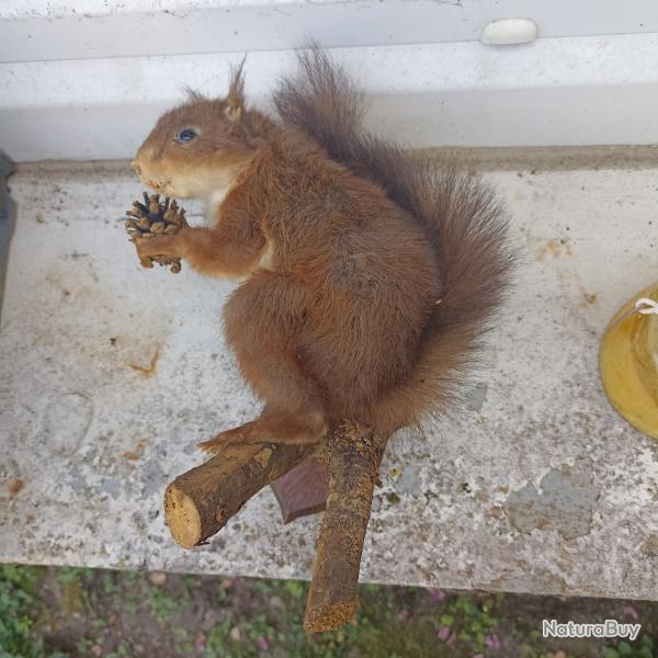 ancien ecureuil roux naturalis� tenant une pomme de pin sur une branche TAXIDERMIE