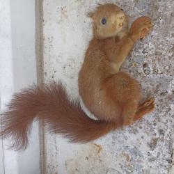 ancien ecureuil roux naturalis&eacute; tenant une noix TAXIDERMIE