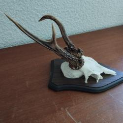 1 TROPHEE MASSACRE BOIS CHEVREUIL BROCARD BIZARRE SUR ECUSSON BOIS