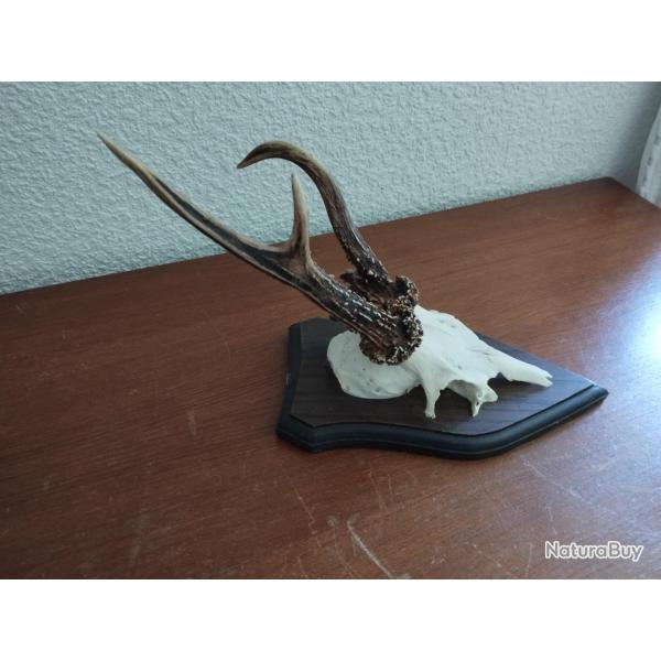 1 TROPHEE MASSACRE BOIS CHEVREUIL BROCARD BIZARRE SUR ECUSSON BOIS