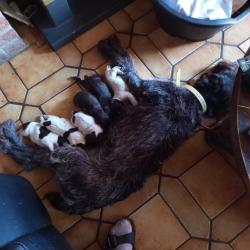 Chiot drathar