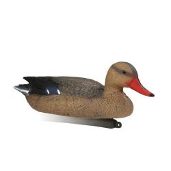 Appelant Colvert Femelle mousse
