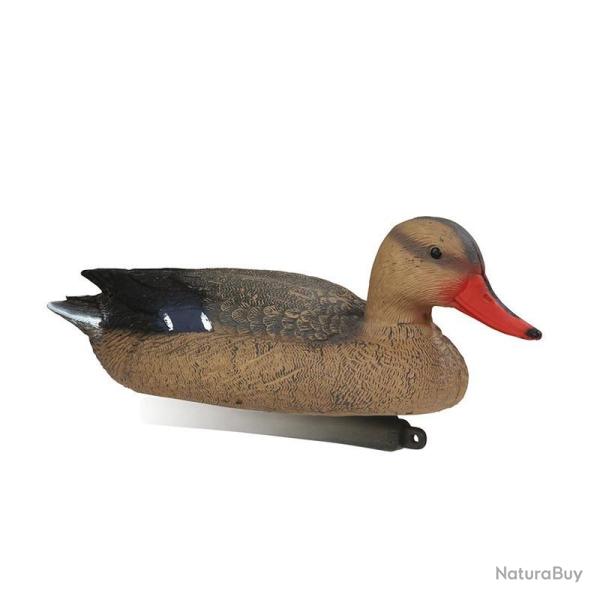 Appelant Colvert Femelle mousse