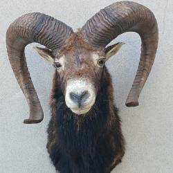 Troph&eacute;es mouflon