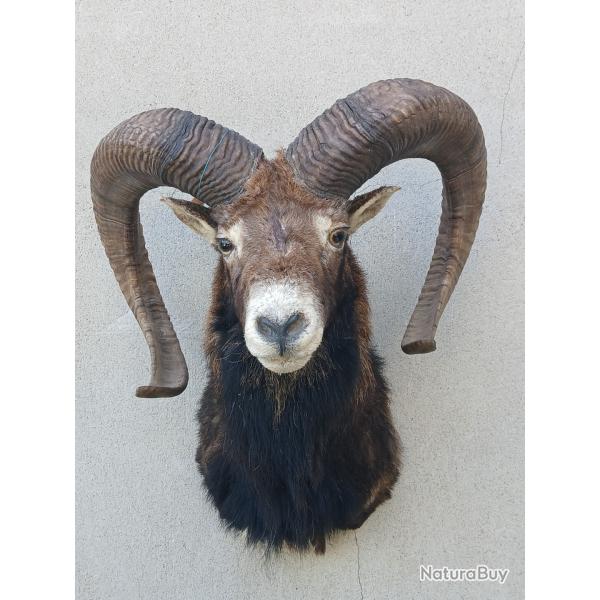 Troph�es mouflon