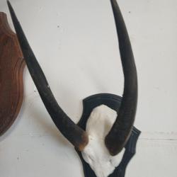 Massacre guib