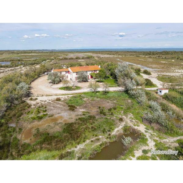 Journ�e sanglier en Camargue !