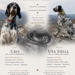 Chiots setter anglais LOF superbes origines