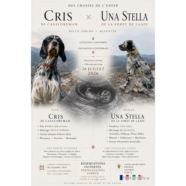 Chiots setter anglais LOF superbes origines