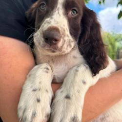 vend chiot epagneul fran&ccedil;ais