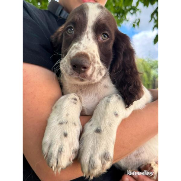 vend chiot epagneul fran�ais