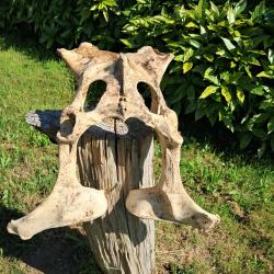 Bassin de vache #0602