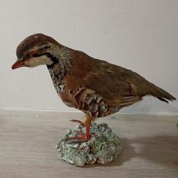 belle perdrix rouge naturalis&eacute; sur socle en platre TAXIDERMIE (1)