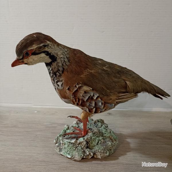belle perdrix rouge naturalis� sur socle en platre TAXIDERMIE (1)