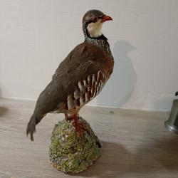 belle perdrix rouge naturalis&eacute; sur socle en platre TAXIDERMIE (2)