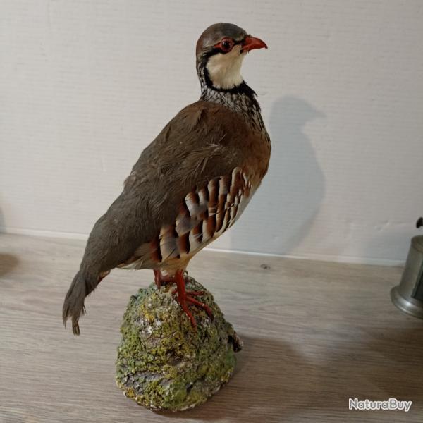 belle perdrix rouge naturalis� sur socle en platre TAXIDERMIE (2)
