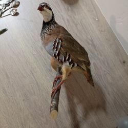 belle perdrix rouge naturalis&eacute; sur une branche