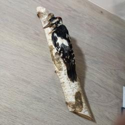 OISEAU PIC EPEICHE NATURALISE TAXIDERMIE