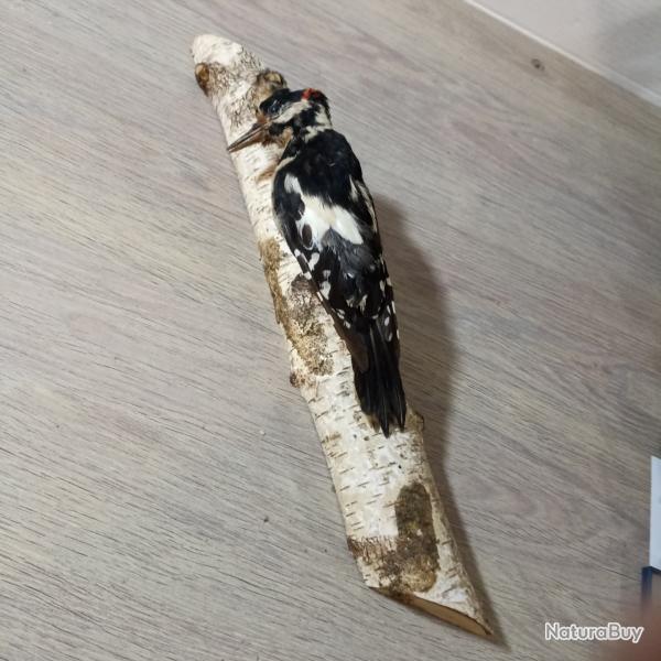OISEAU PIC EPEICHE NATURALISE TAXIDERMIE