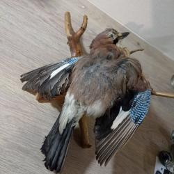 OISEAU GEAI DES CHENES NATURALISE TAXIDERMIE