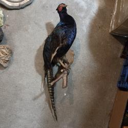 FAISAN NOIR OBSCUR NATURALISE TAXIDERMIE